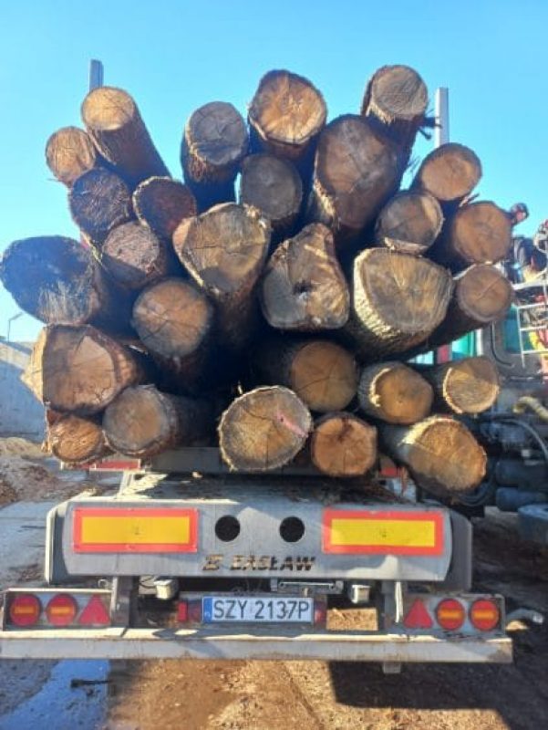 ROUND OAK WOOD WITH BARK