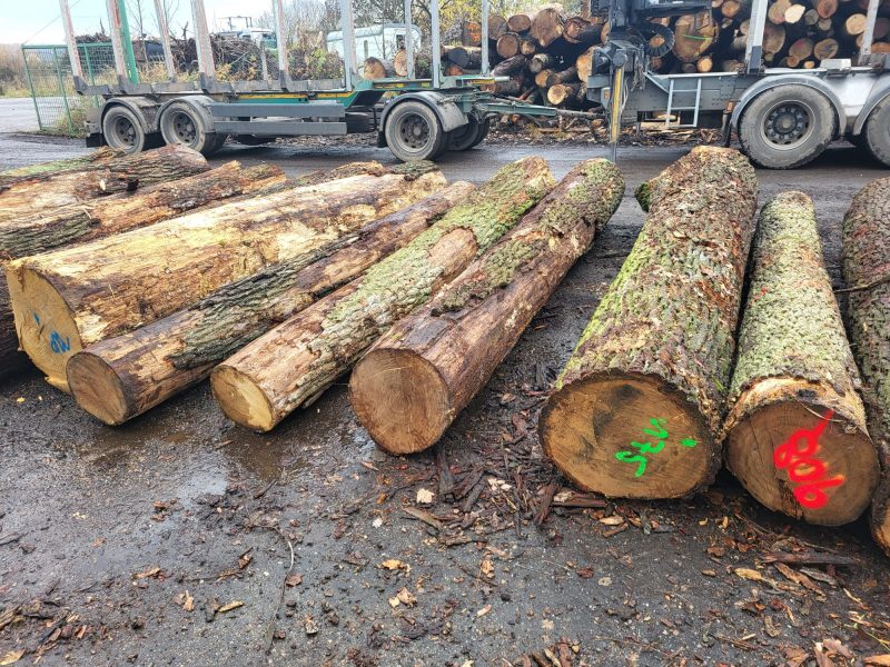 ROUND OAK WOOD WITH BARK