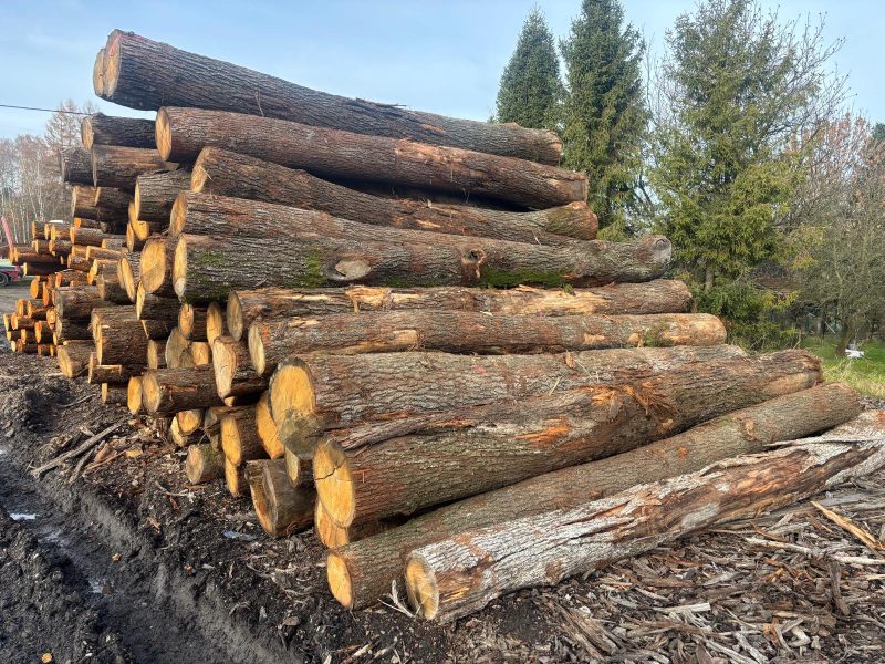 ROUND OAK WOOD WITH BARK