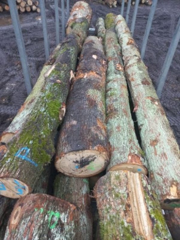 ROUND OAK WOOD WITH BARK