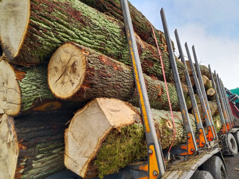 ROUND OAK WOOD WITH BARK