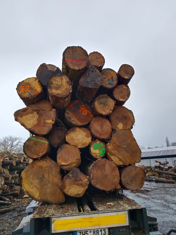 ROUND OAK WOOD WITH BARK 