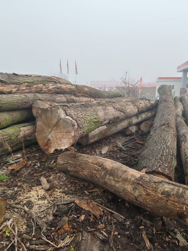 ROUND OAK WOOD WITH BARK 
