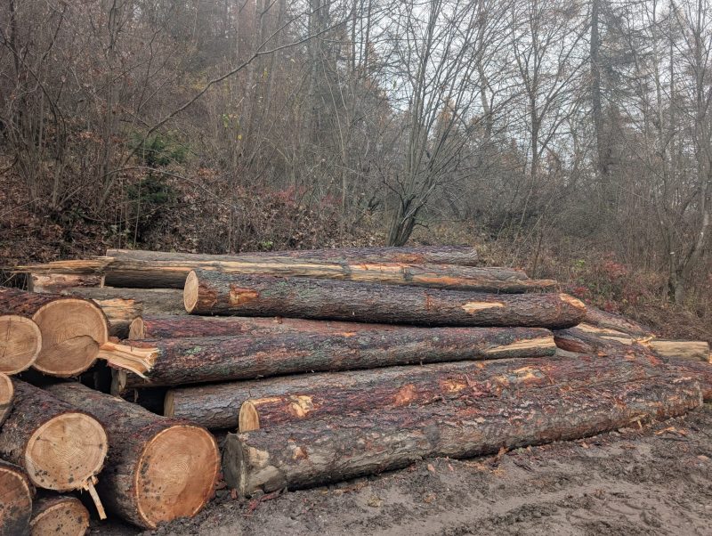LARCH WOOD ROUND WITH BARK 