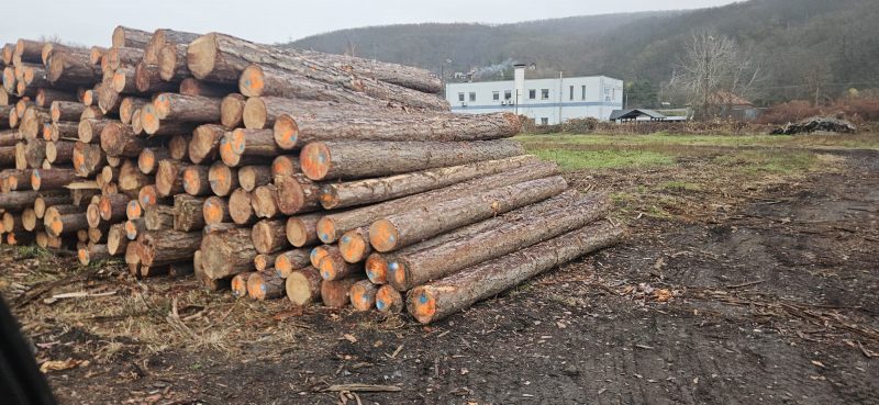 ROUND PINEWOOD WITH BARK 
