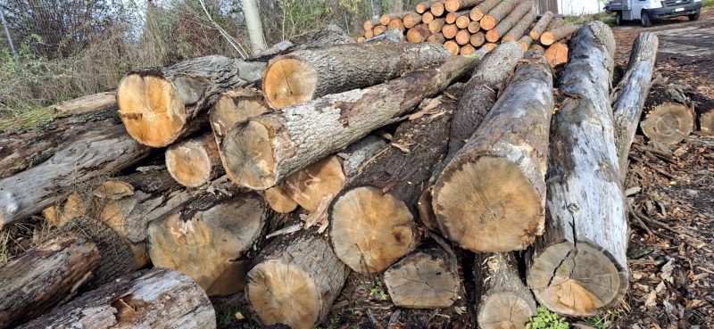 ROUND OAK WOOD WITH BARK 