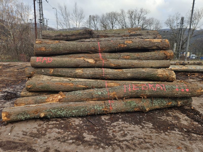 ROUND OAK WOOD WITH BARK 