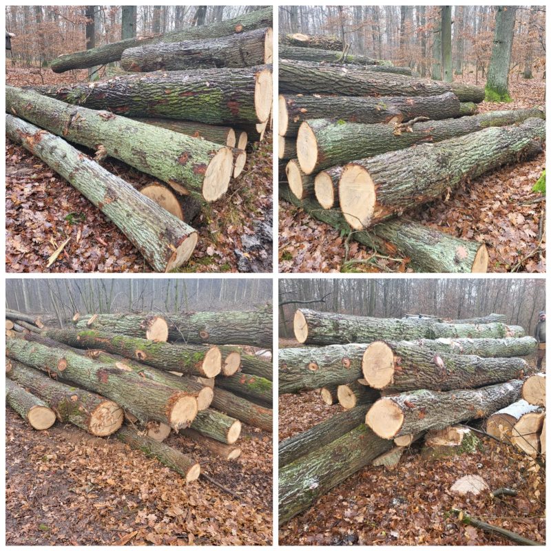 ROUND OAK WOOD WITH BARK 