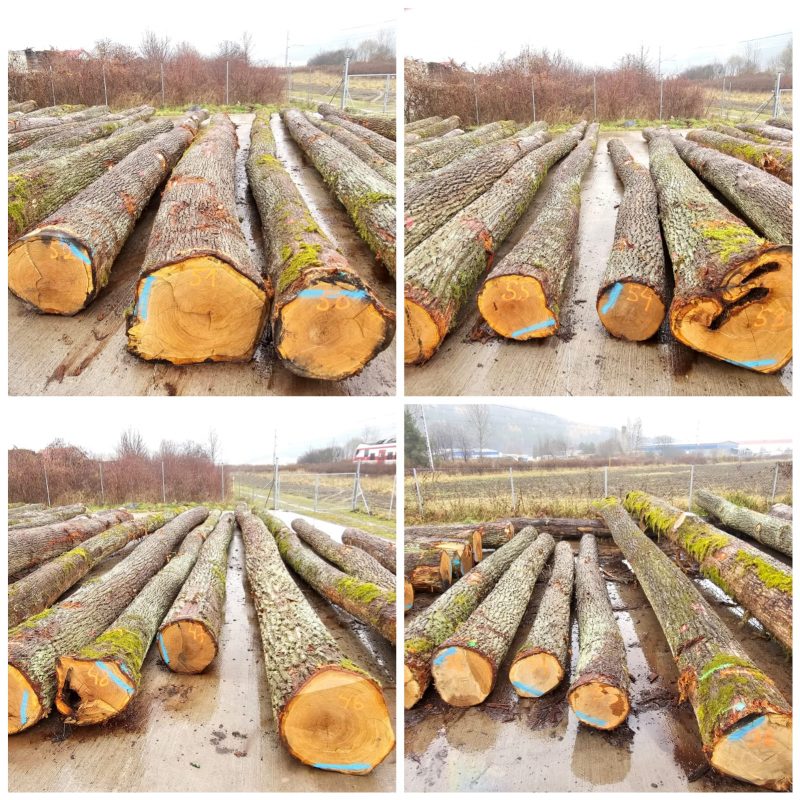 ROUND OAK WOOD WITH BARK 