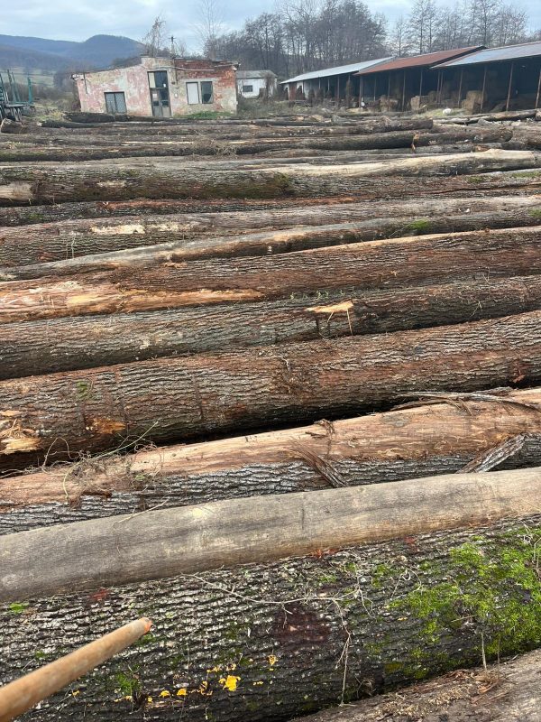 ROUND OAK WOOD WITH BARK