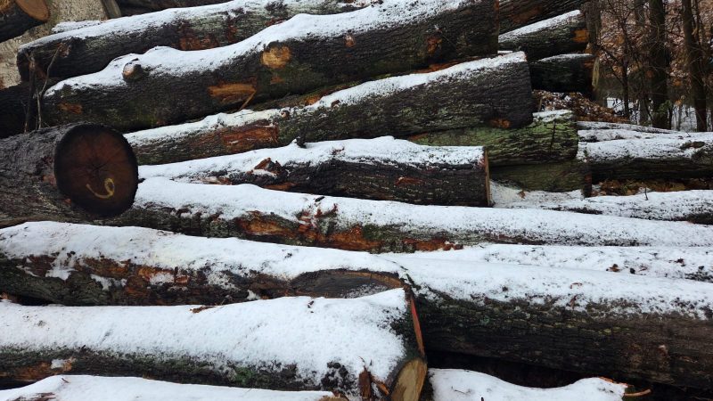 ROUND OAK WOOD WITH BARK