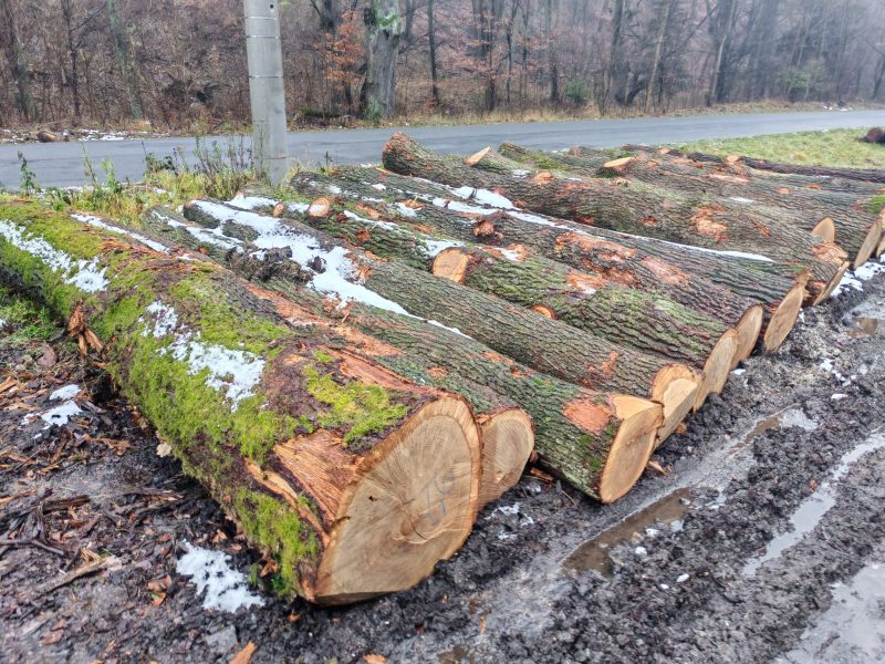 ROUND OAK WOOD WITH BARK