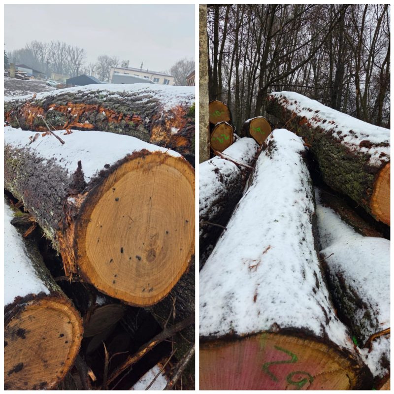 ROUND OAK WOOD WITH BARK 