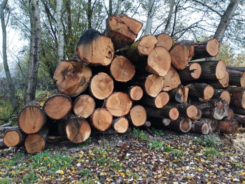 ROUND OAK WOOD WITH BARK 