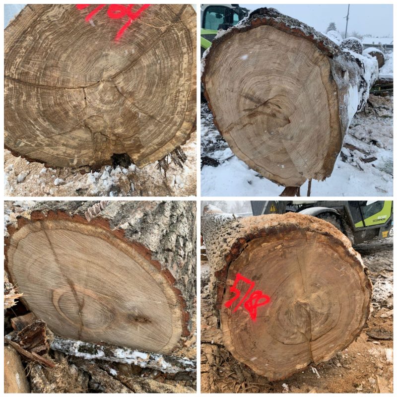 ROUND OAK WOOD WITH BARK 