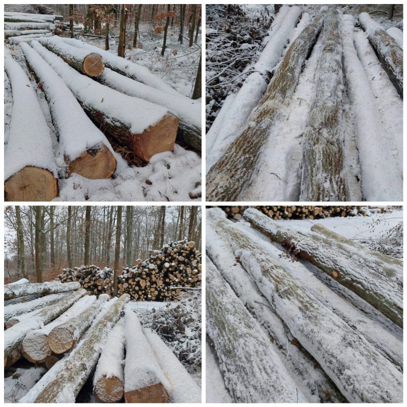 ROUND OAK WOOD WITH BARK 