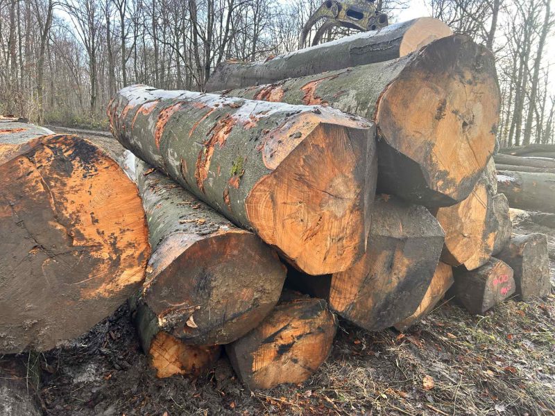 ROUND BEECHWOOD WITH BARK 
