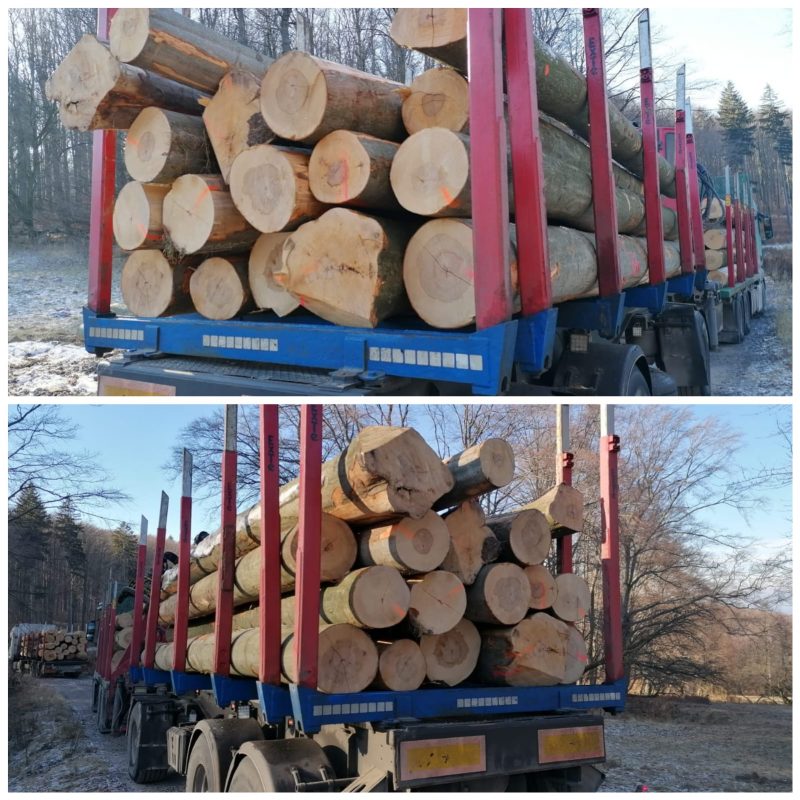 ROUND BEECHWOOD WITH BARK 