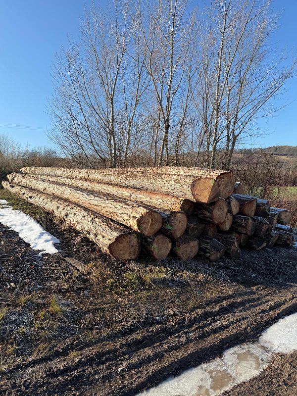ROUND PINEWOOD WITH BARK 