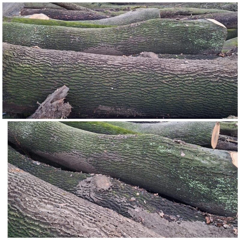 ROUND OAK WOOD WITH BARK 