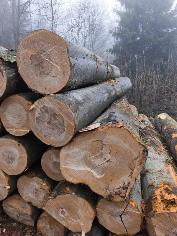 ROUND BEECHWOOD WITH BARK 