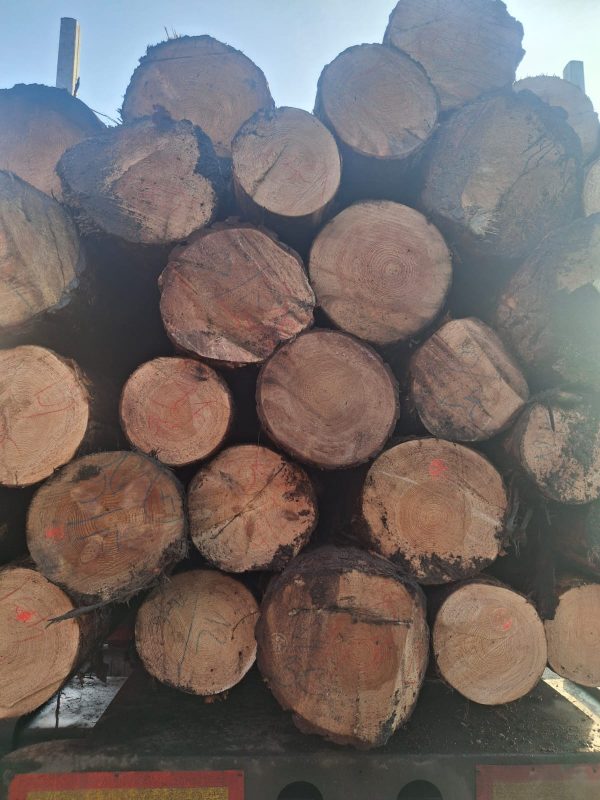 ROUND PINEWOOD WITH BARK 