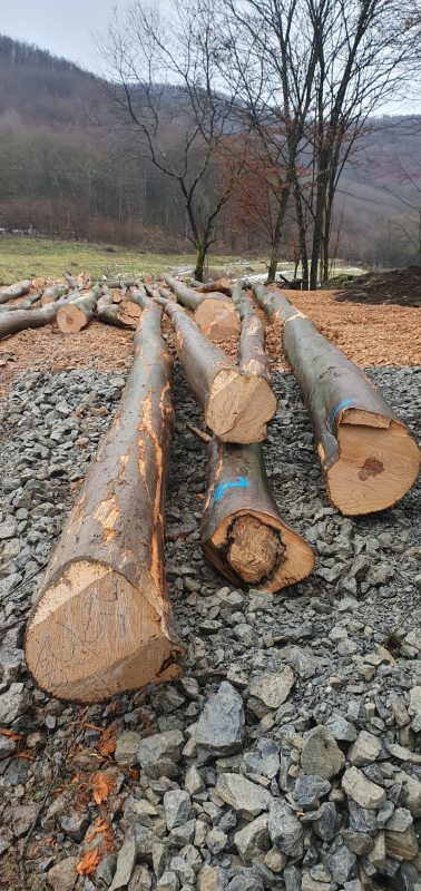 ROUND BEECHWOOD WITH BARK 