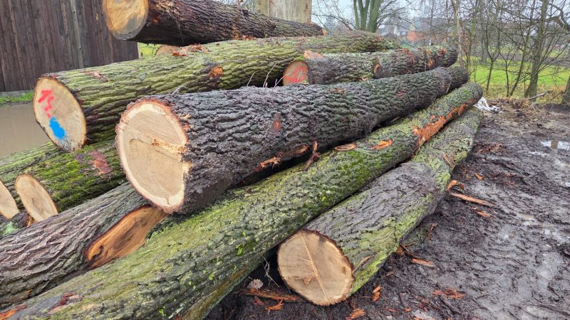 ROUND OAK WOOD WITH BARK 