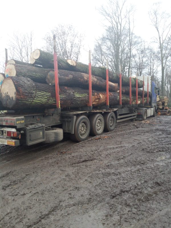 ROUND OAK WOOD WITH BARK 