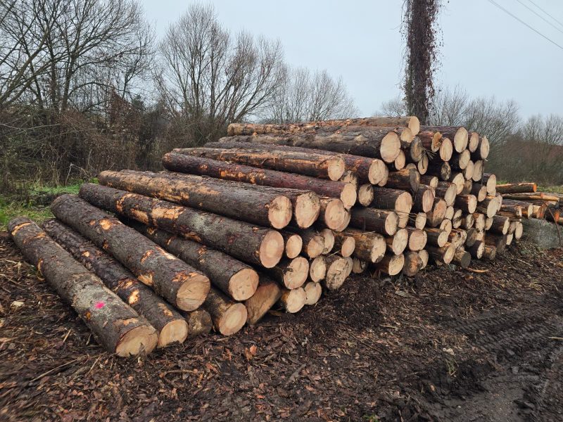 ROUND PINEWOOD WITH BARK 