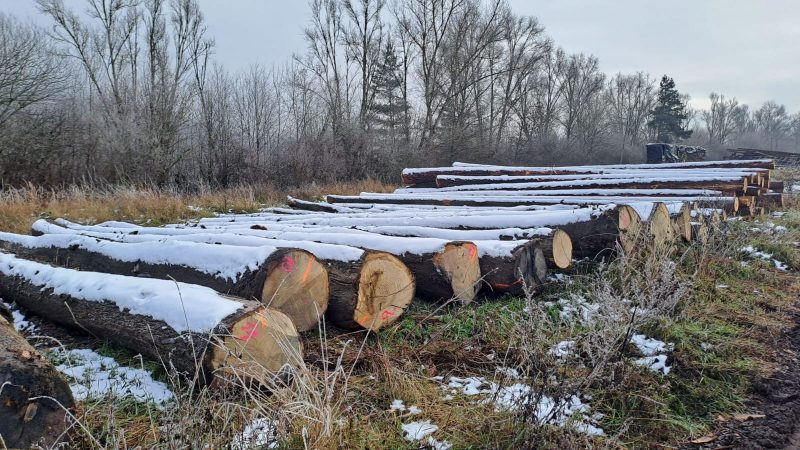 ROUND OAK WOOD WITH BARK 