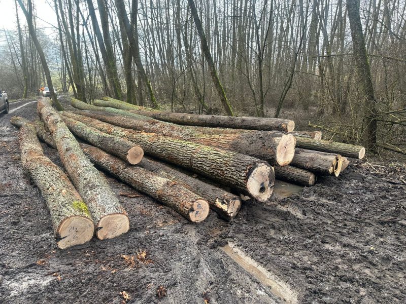 ROUND OAK WOOD WITH BARK 