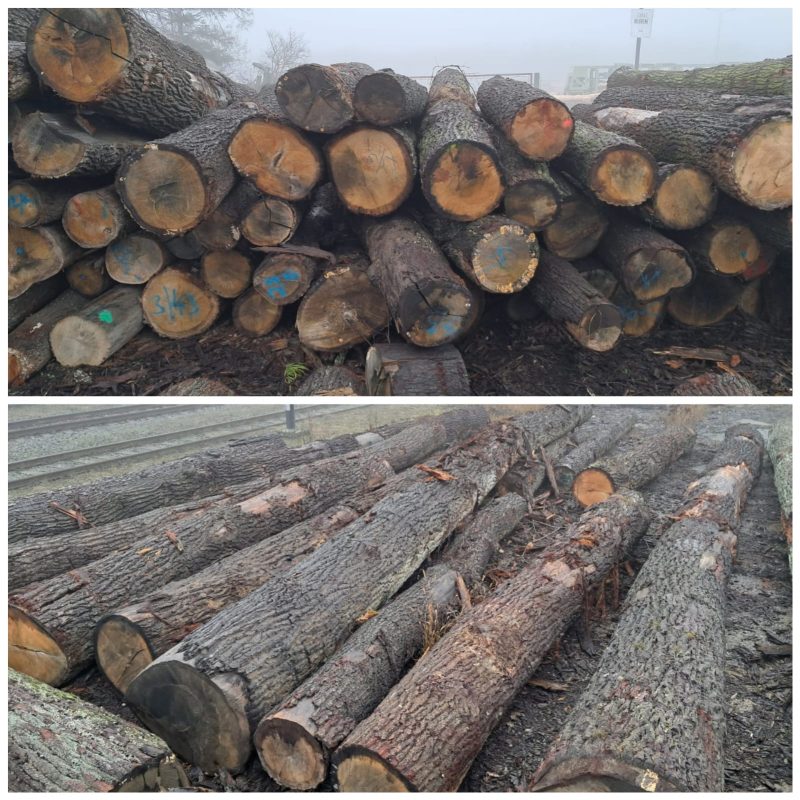 ROUND OAK WOOD WITH BARK 