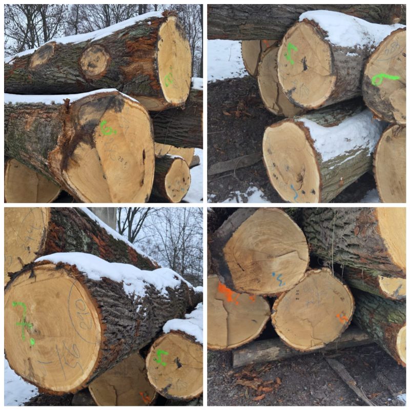 ROUND OAK WOOD WITH BARK 