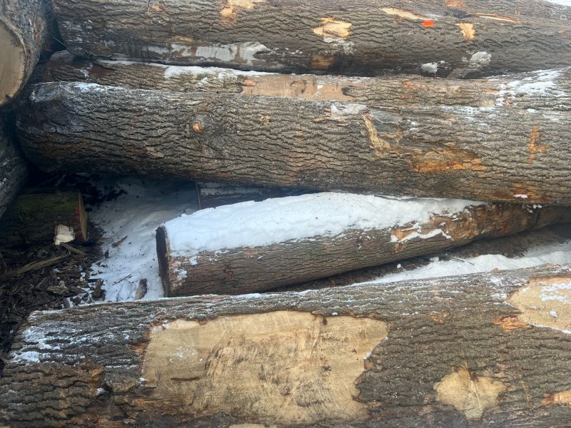 ROUND ASH WOOD WITH BARK 