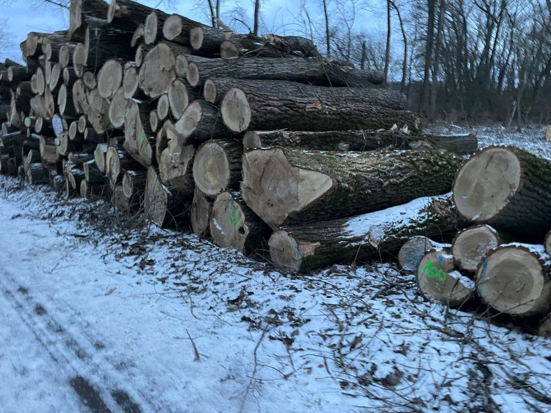 POPLAR LOGS 