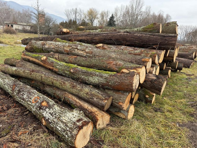 ROUND OAK WOOD WITH BARK 