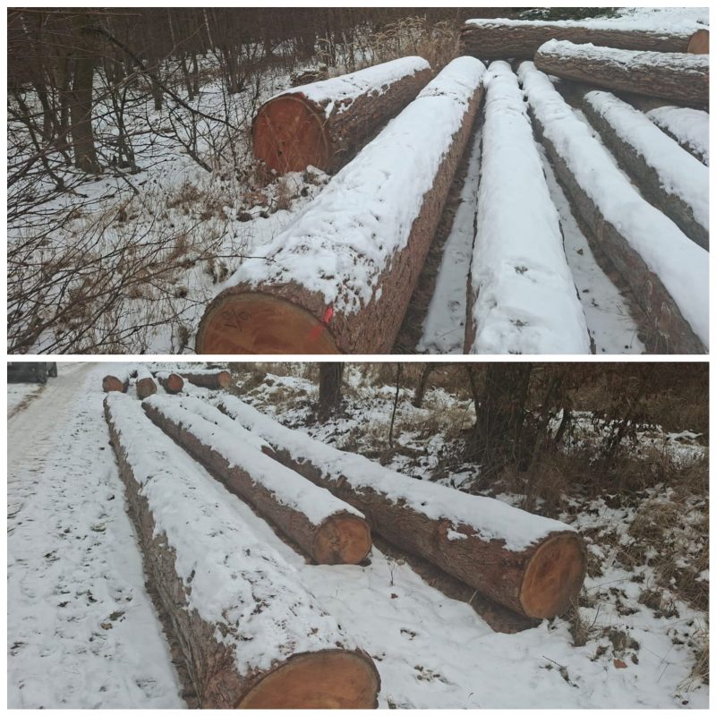 LARCH WOOD ROUND WITH BARK 