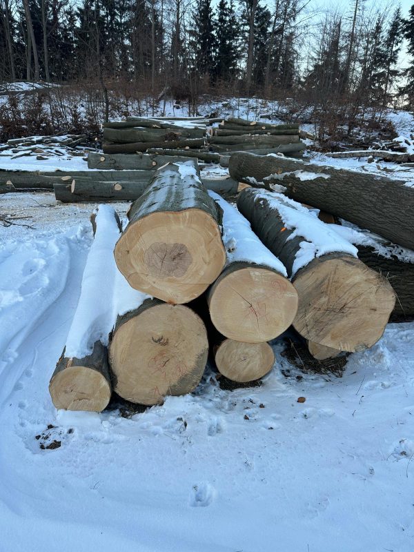 ROUND BEECHWOOD WITH BARK 