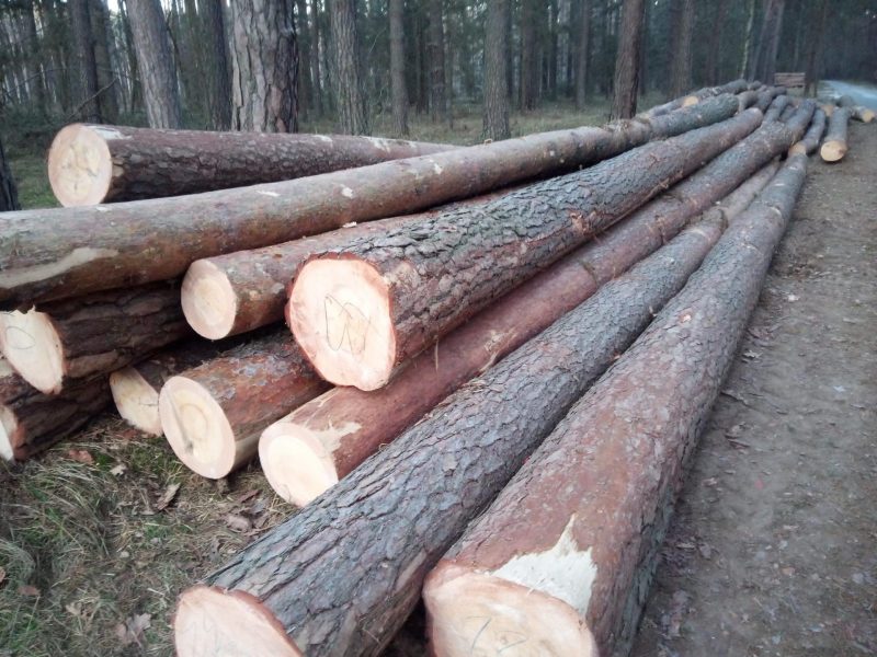 ROUND PINEWOOD WITH BARK 