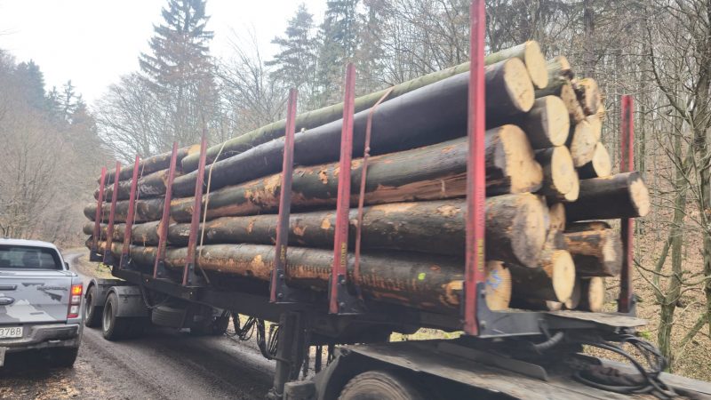 ROUND BEECHWOOD WITH BARK