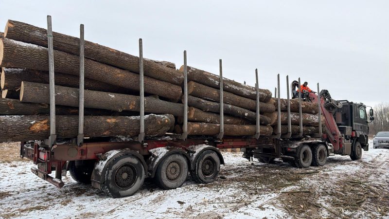 ROUND ASH WOOD WITH BARK