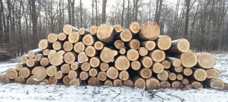 POPLAR LOGS 