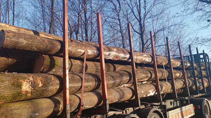 ROUND ASH WOOD WITH BARK 