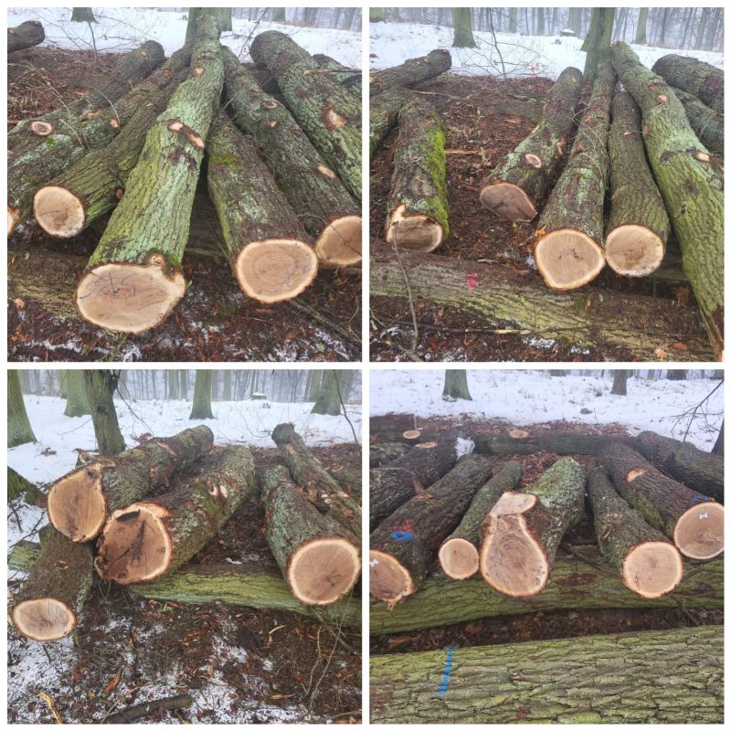 ROUND OAK WOOD WITH BARK 