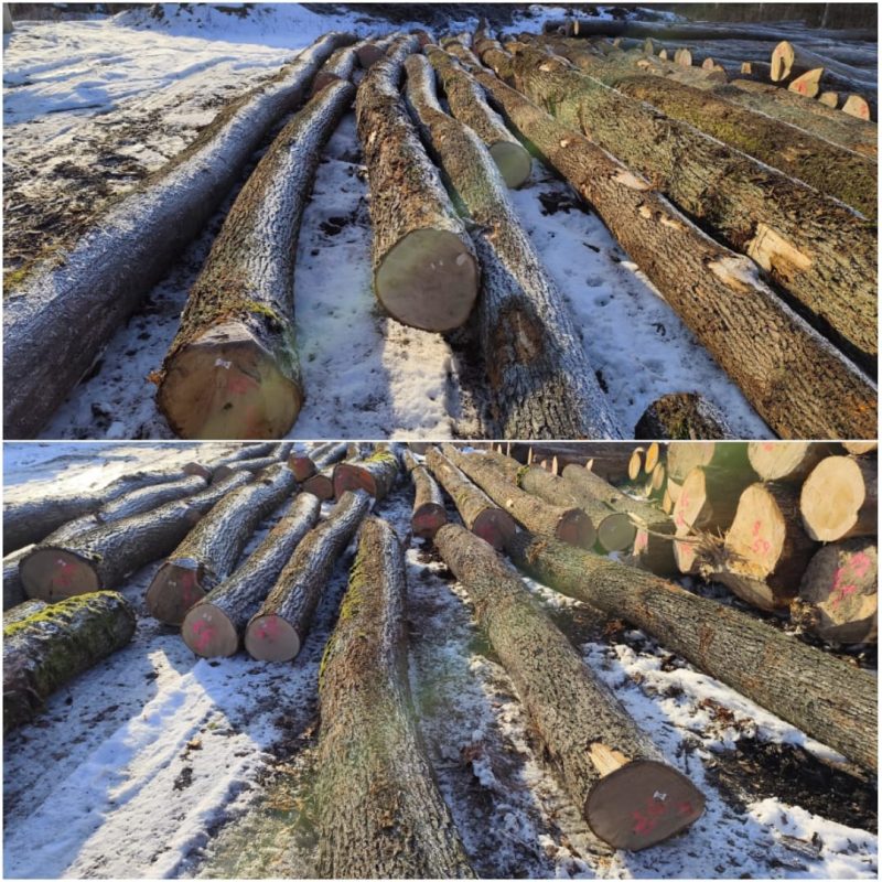 ROUND OAK WOOD WITH BARK 