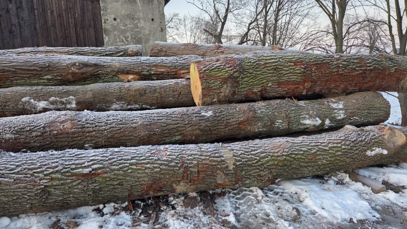 ROUND OAK WOOD WITH BARK 