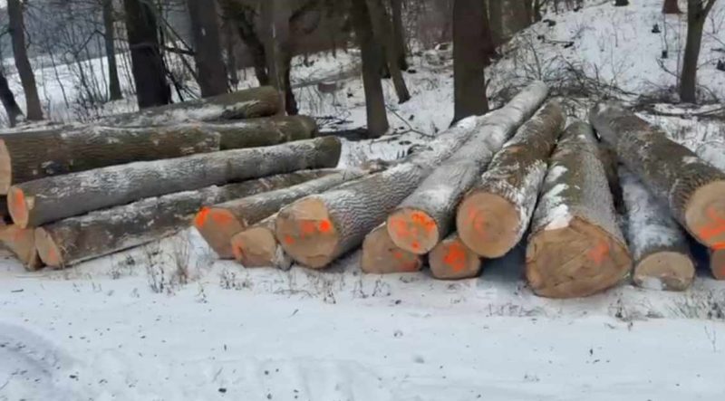 ROUND ASH WOOD WITH BARK 