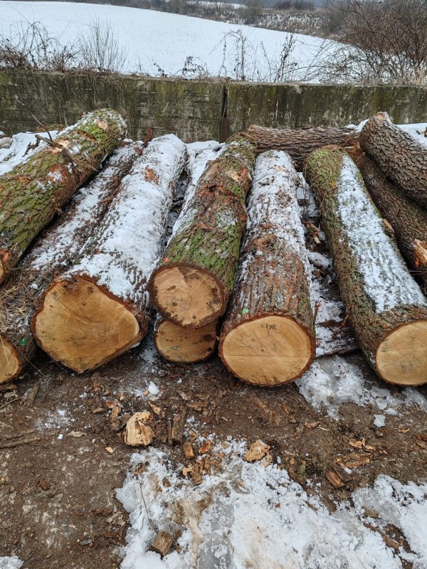 ROUND OAK WOOD WITH BARK 