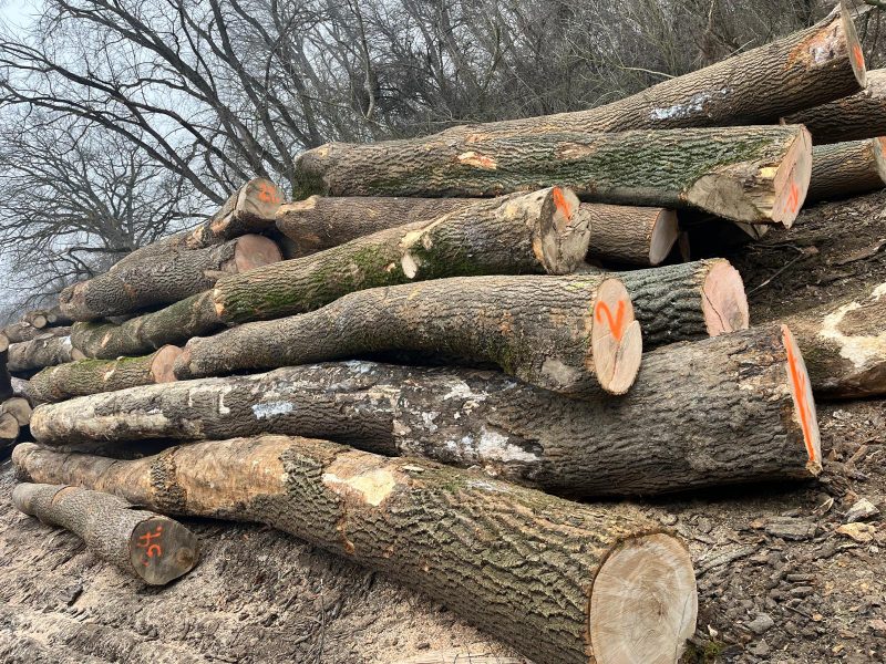 ROUND ASH WOOD WITH BARK 